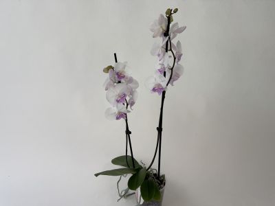Phalaenopsis Mia orchid with two upright spikes full of flowers. Delicate white flowers with striking violet to magenta centres. Green leaves at the base in a transparent pot with visible roots. White background.